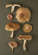 Lactarius spinosulus 2 Mushroom