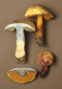 Boletus luridus Mushroom