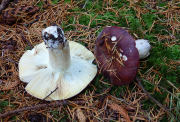 Russula xerampelina2.jpg Mushroom