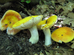 Russula aurea