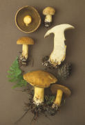 Suillus variegatus Mushroom