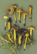 Hygrocybe conica Mushroom