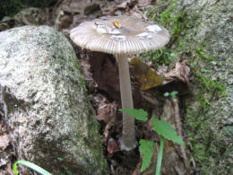 Amanita vaginata var alba014