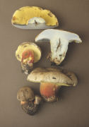 Boletus calopus 2 Mushroom