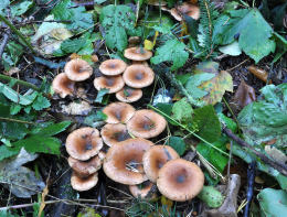 Clitocybe flaccida
