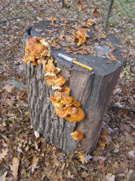 Flammulina velutipes Lynn Pepper 3