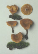 Gymnopilus fulgens Mushroom