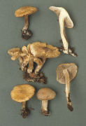 Inocybe dulcamara3 Mushroom