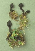 Trichoglossum hirsutum var capitatum Mushroom