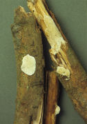 Coriolellus albidus2 Mushroom