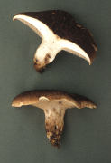 Sarcodon imbricatum 4 Mushroom