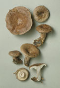 Lactarius blennius2 Mushroom