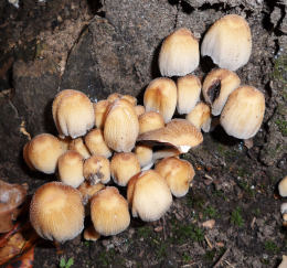 Coprinus micaceus  1