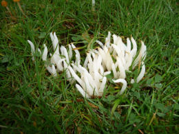 Clavaria vermicularis