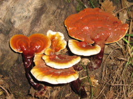 Ganoderma lucidum2