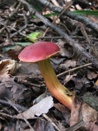 Boletus rubellus