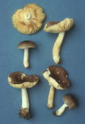 Russula nauseosa Mushroom