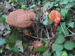 Ganoderma lucidum2