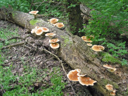 Neolentinus schaefferi1 Mushroom
