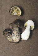 Tricholoma saponaceum var squamosum2 Mushroom