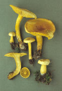 Tricholoma sulphureum2 Mushroom