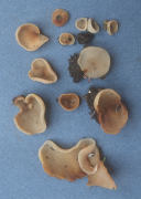 Peziza succosaCHECK Mushroom