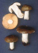 Russula integra Mushroom