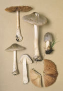 Volvariella speciosa2 Mushroom