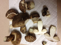 Boletus variipes2