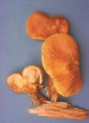 Gymnopilus ventricosus Mushroom