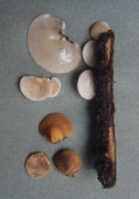 Crepidotus mollis 2 Mushroom