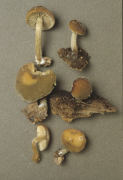Naucoria centunculus Mushroom