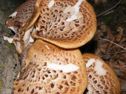 Polyporus squamosus 8