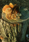 Flammulina velutipesF2 Mushroom