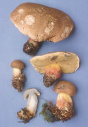 Boletus calopus Mushroom