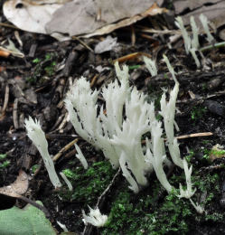 Clavulina cristata