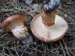 Tricholoma fulvumF