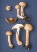 Agrocybe semiorbichlaris2 Mushroom