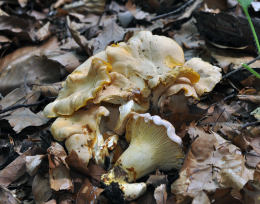 Cantharellus ferruginascens