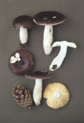 Russula caerulea Mushroom