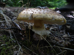 Amanita rubescens 6