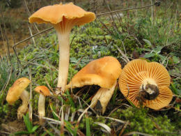 Hygrophorus pratensis