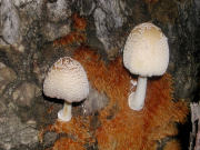 Coprinus domesticus GK Mushroom