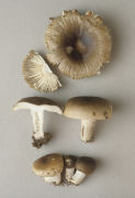 Russula sororia2 Mushroom