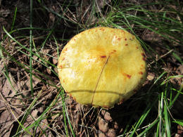 Suillus americanus 4