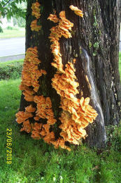 Laetiporus sulphureus   008