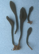 Trichoglossum farlowii Mushroom