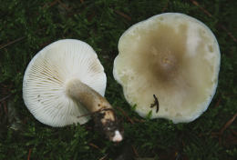 Tricholoma saponaceum var ardosiacum