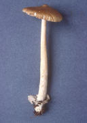 Amanita sinicoflava Mushroom