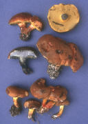 Boletus pulverulentus Mushroom